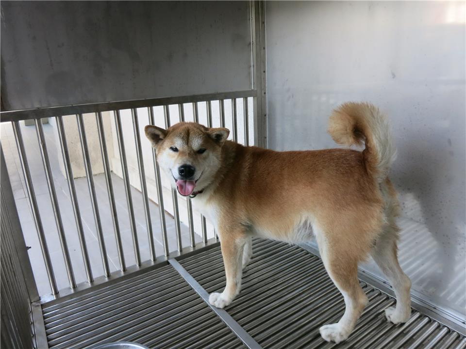 【南投縣】公立動物收容所開放領養資訊:黃色公狗
