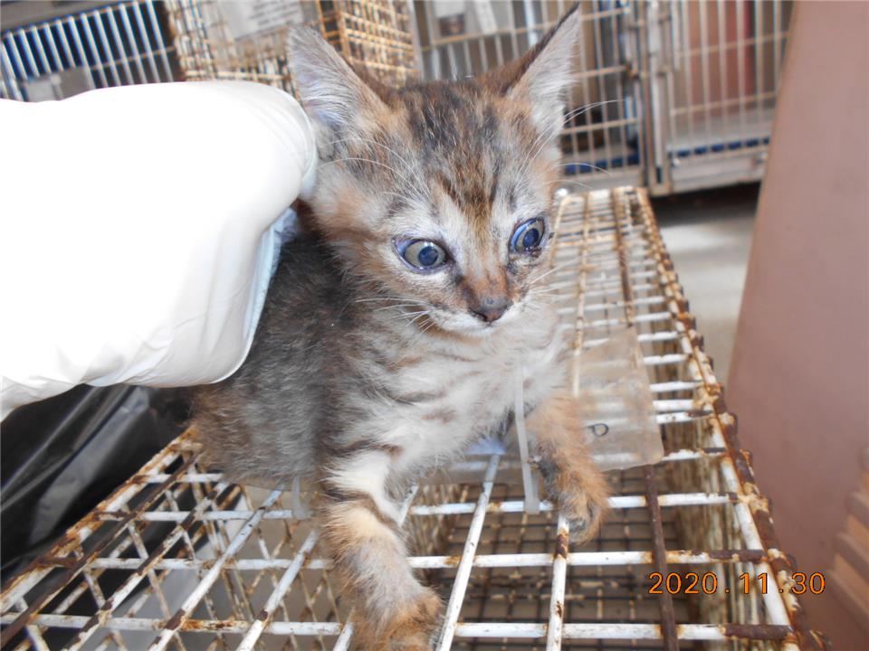 【桃園市】動物保護教育園區開放領養資訊:黑虎斑色母貓
