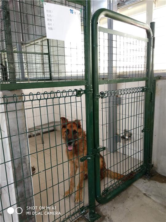 【連江縣】流浪犬收容中心開放領養資訊:黑黃色母狗