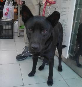 【新北市】板橋區公立動物之家開放領養資訊:黑色公狗