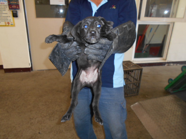 【桃園市】動物保護教育園區開放領養資訊:黑色母狗