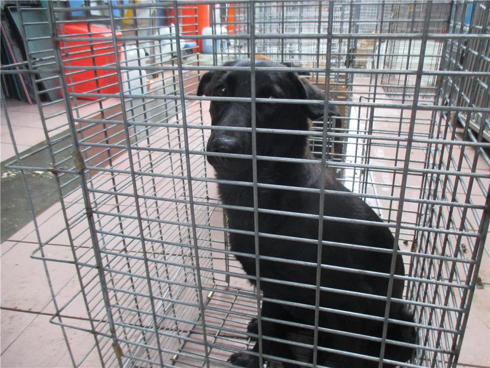 【臺南市】動物之家灣裡站開放領養資訊:黑色公狗