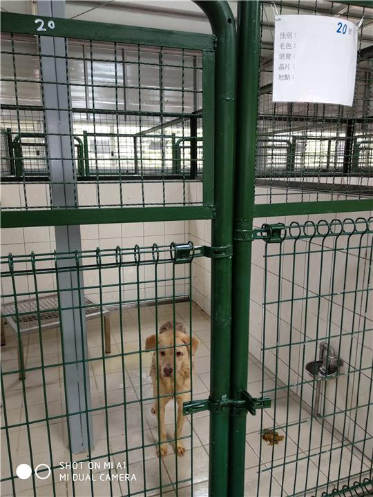【連江縣】流浪犬收容中心開放領養資訊:黑黃色公狗