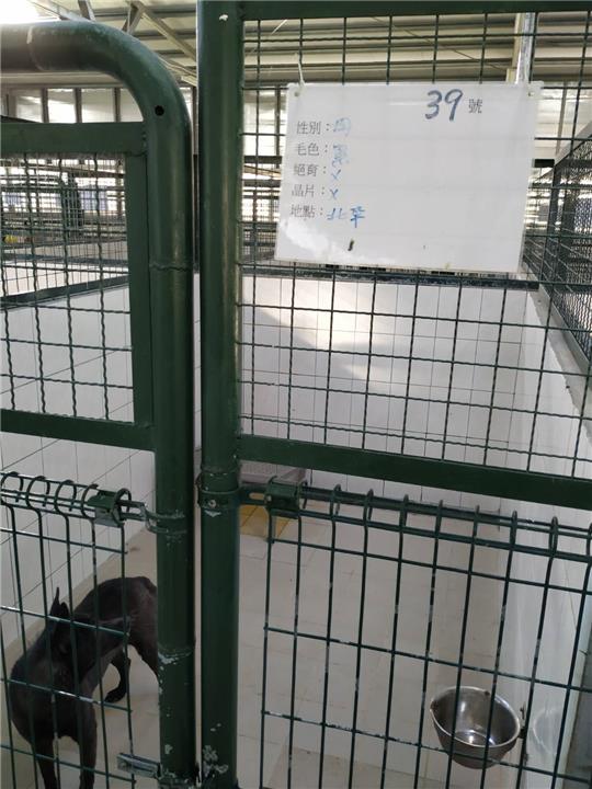 【連江縣】流浪犬收容中心開放領養資訊:黑色母狗