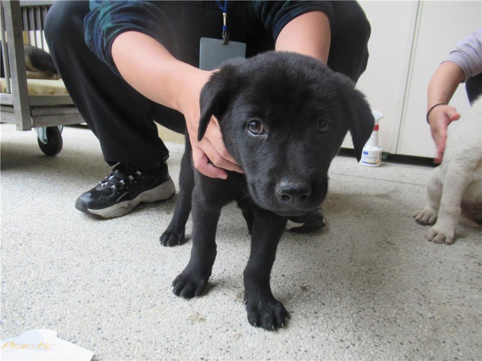 【新竹市】動物保護教育園區開放領養資訊:黑色母狗