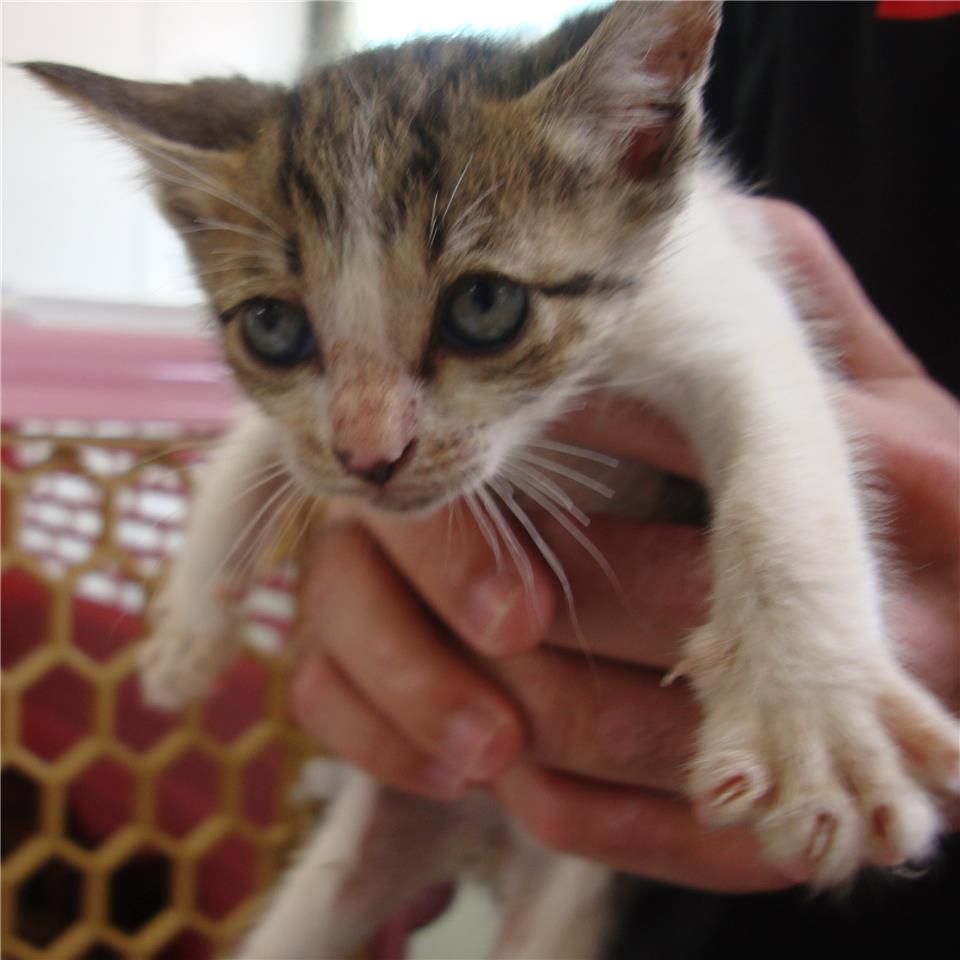 【新北市】板橋區公立動物之家開放領養資訊:虎斑白色公貓