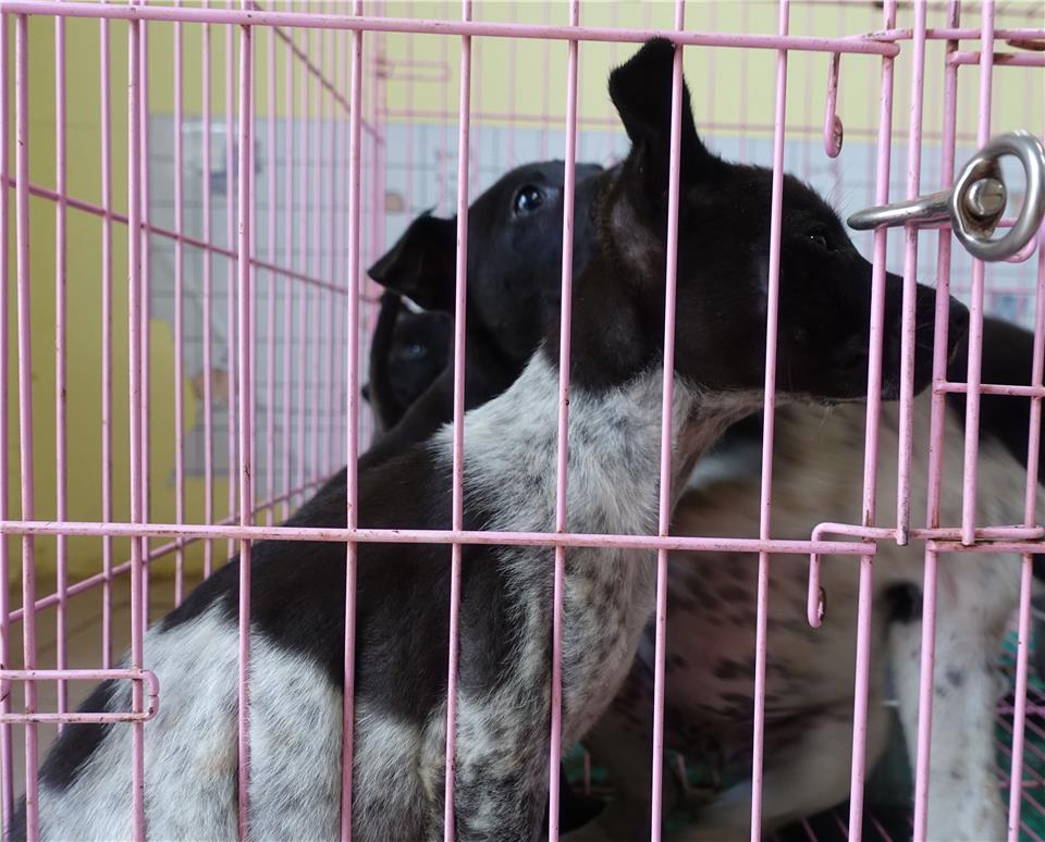【臺南市】動物之家善化站開放領養資訊:黑白色母狗