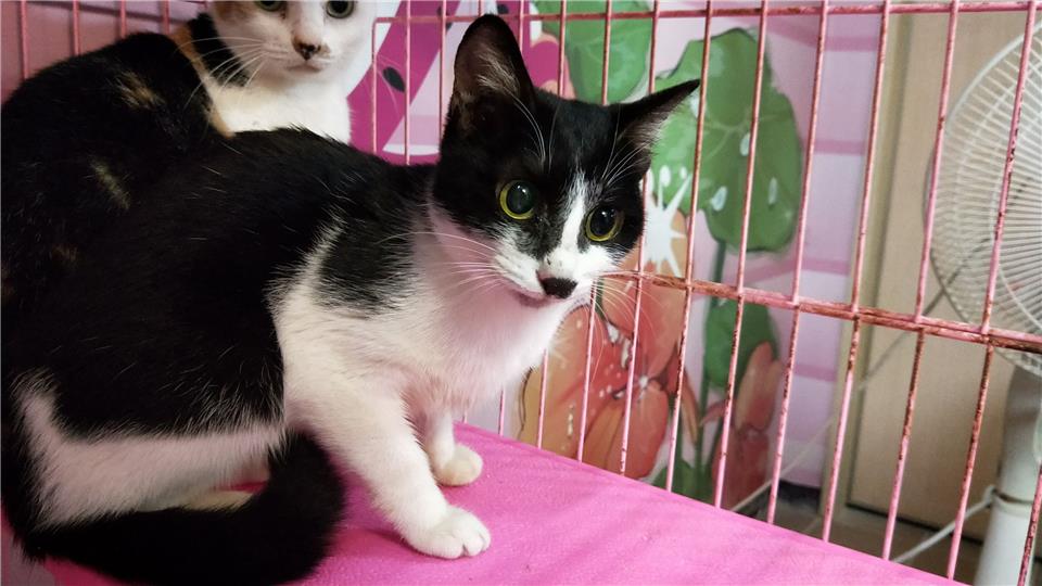 【臺北市】動物之家開放領養資訊:黑白色母貓