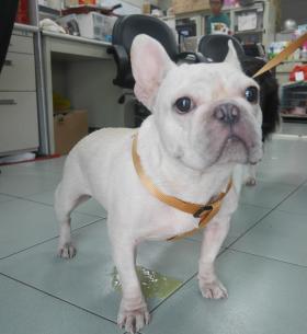 【新北市】板橋區公立動物之家開放領養資訊:白色公狗