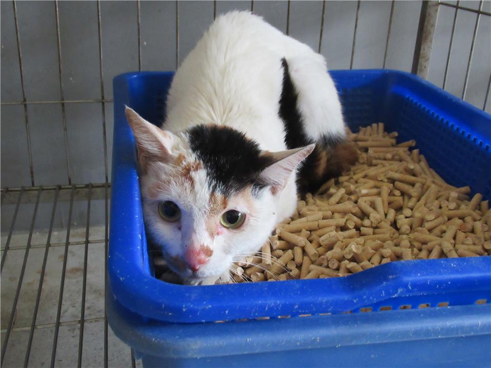 【新竹市】動物保護教育園區開放領養資訊:三花色母貓