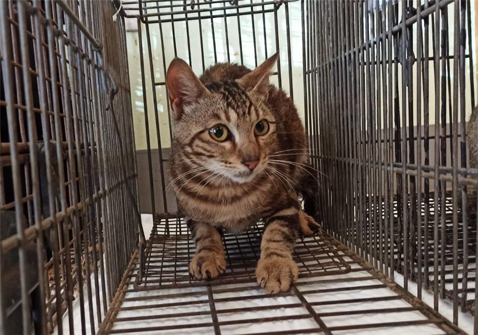 【金門縣】動物收容中心開放領養資訊:虎斑色公貓