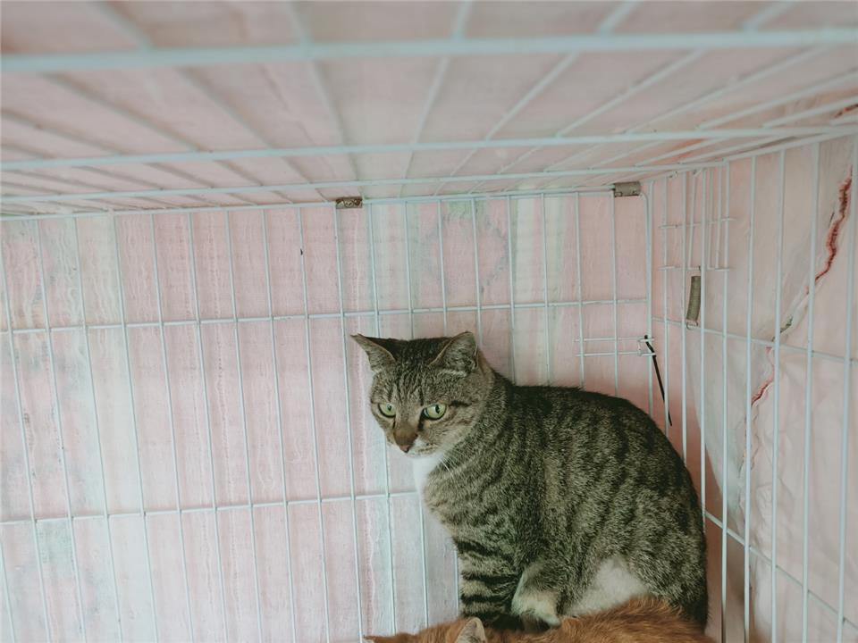【苗栗縣】生態保育教育中心(動物收容所)開放領養資訊:虎斑白色母貓