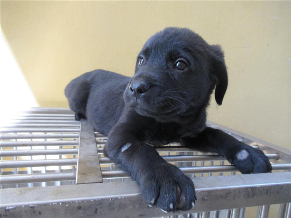 【新竹市】動物保護教育園區開放領養資訊:黑色母狗