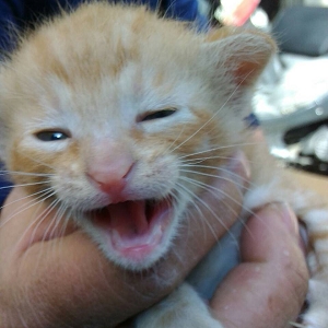 【桃園市】動物保護教育園區開放領養資訊:黃色公貓