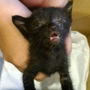 【桃園市】動物保護教育園區開放領養資訊:黑色母貓