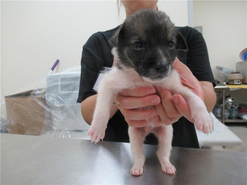 【新竹市】動物保護教育園區開放領養資訊:黑白色公狗