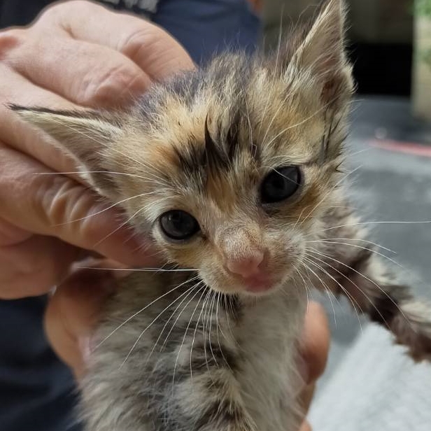 【桃園市】動物保護教育園區開放領養資訊:虎斑色公貓