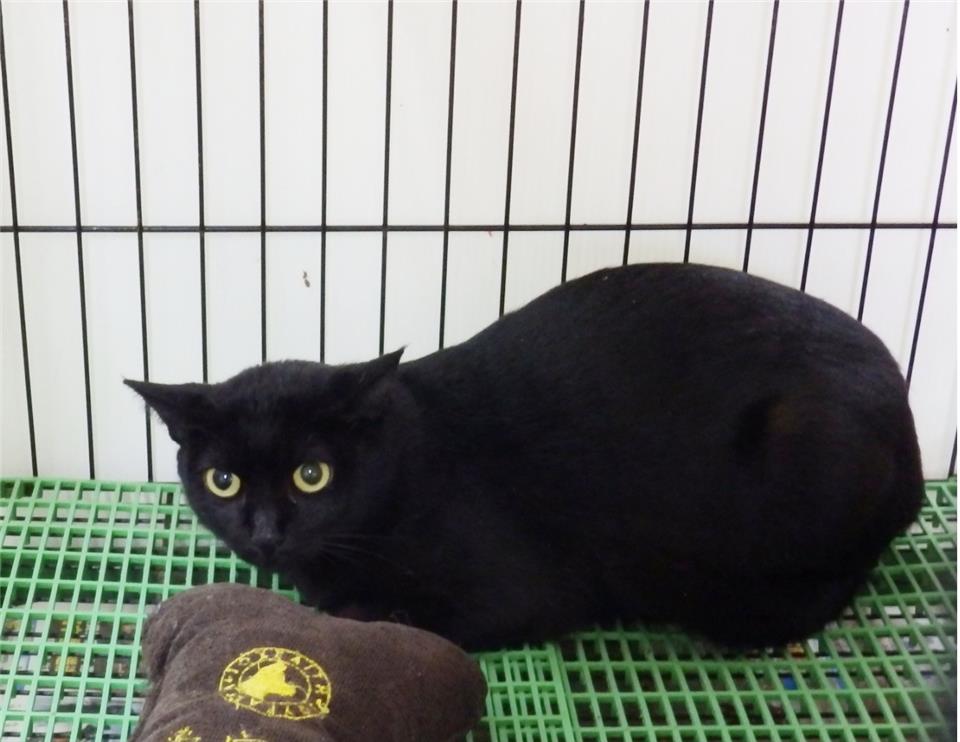【基隆市】寵物銀行開放領養資訊:黑色母貓