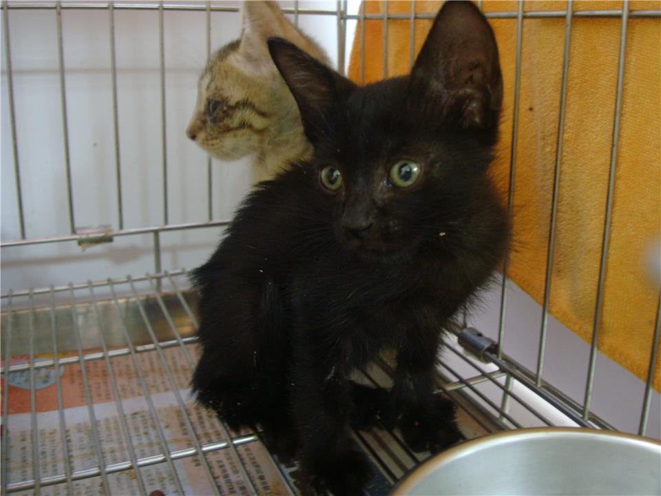 【新北市】板橋區公立動物之家開放領養資訊:黑色公貓