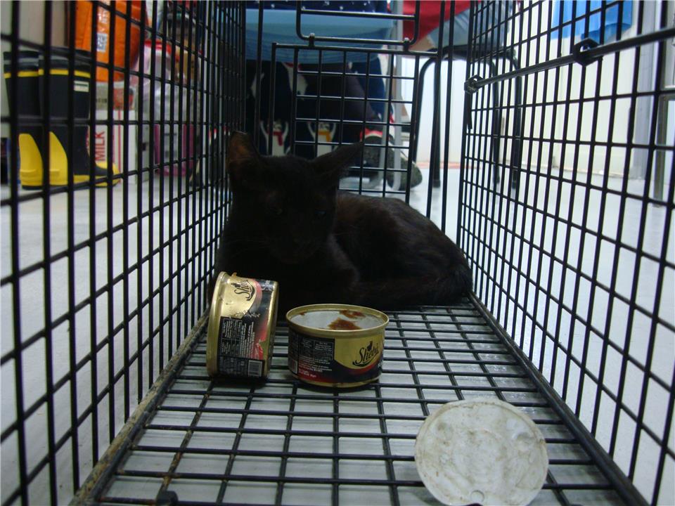 【新北市】板橋區公立動物之家開放領養資訊:黑色母貓