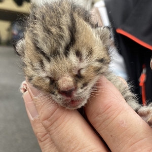 【桃園市】動物保護教育園區開放領養資訊:虎斑色母貓