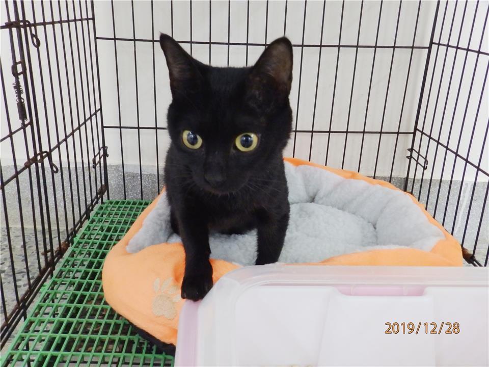 【基隆市】寵物銀行開放領養資訊:黑色母貓