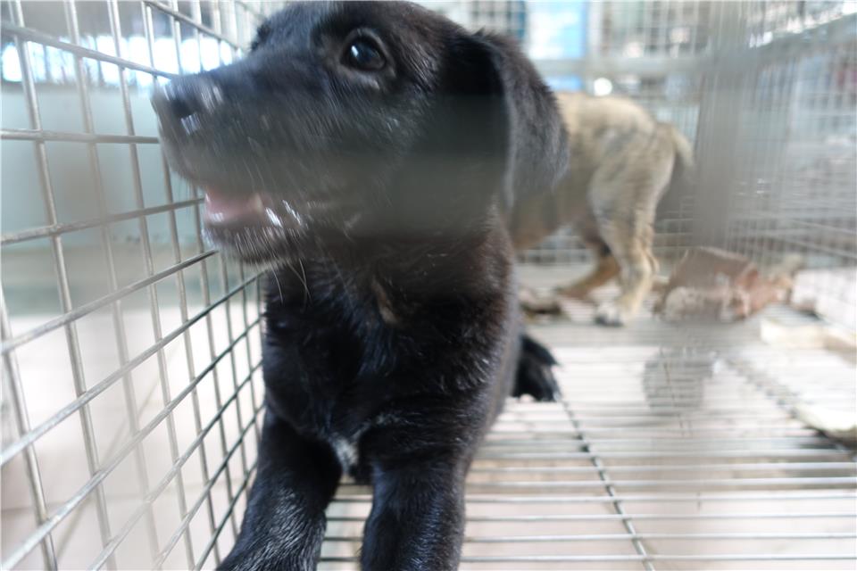 【臺南市】動物之家灣裡站開放領養資訊:黑色母狗