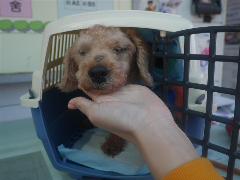 【新北市】政府動物保護防疫處開放領養資訊:咖啡色公狗