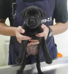 【新北市】板橋區公立動物之家開放領養資訊:黑色母狗