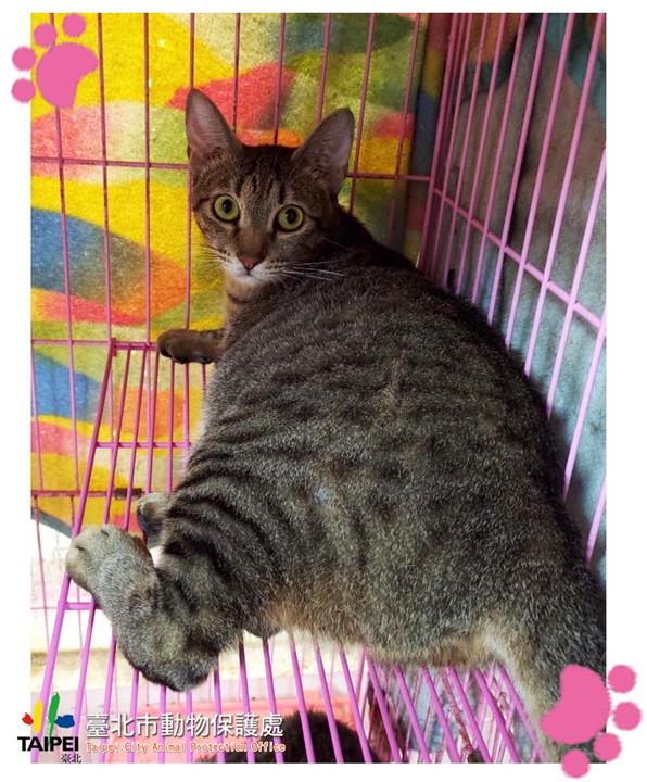 【臺北市】動物之家開放領養資訊:虎斑色母貓