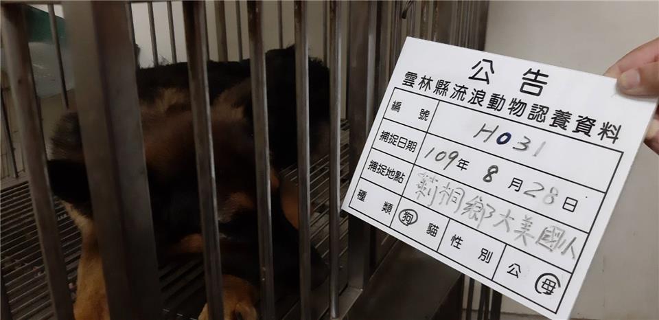【雲林縣】流浪動物收容所開放領養資訊:黑黃色公狗