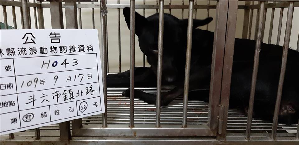 【雲林縣】流浪動物收容所開放領養資訊:黑色公狗