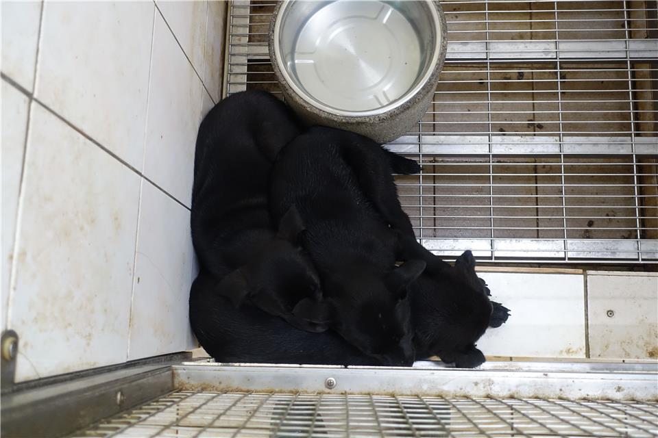 【臺南市】動物之家善化站開放領養資訊:黑色母狗