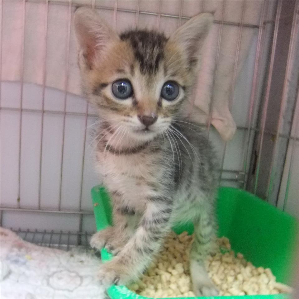 【新北市】板橋區公立動物之家開放領養資訊:虎斑色未知貓